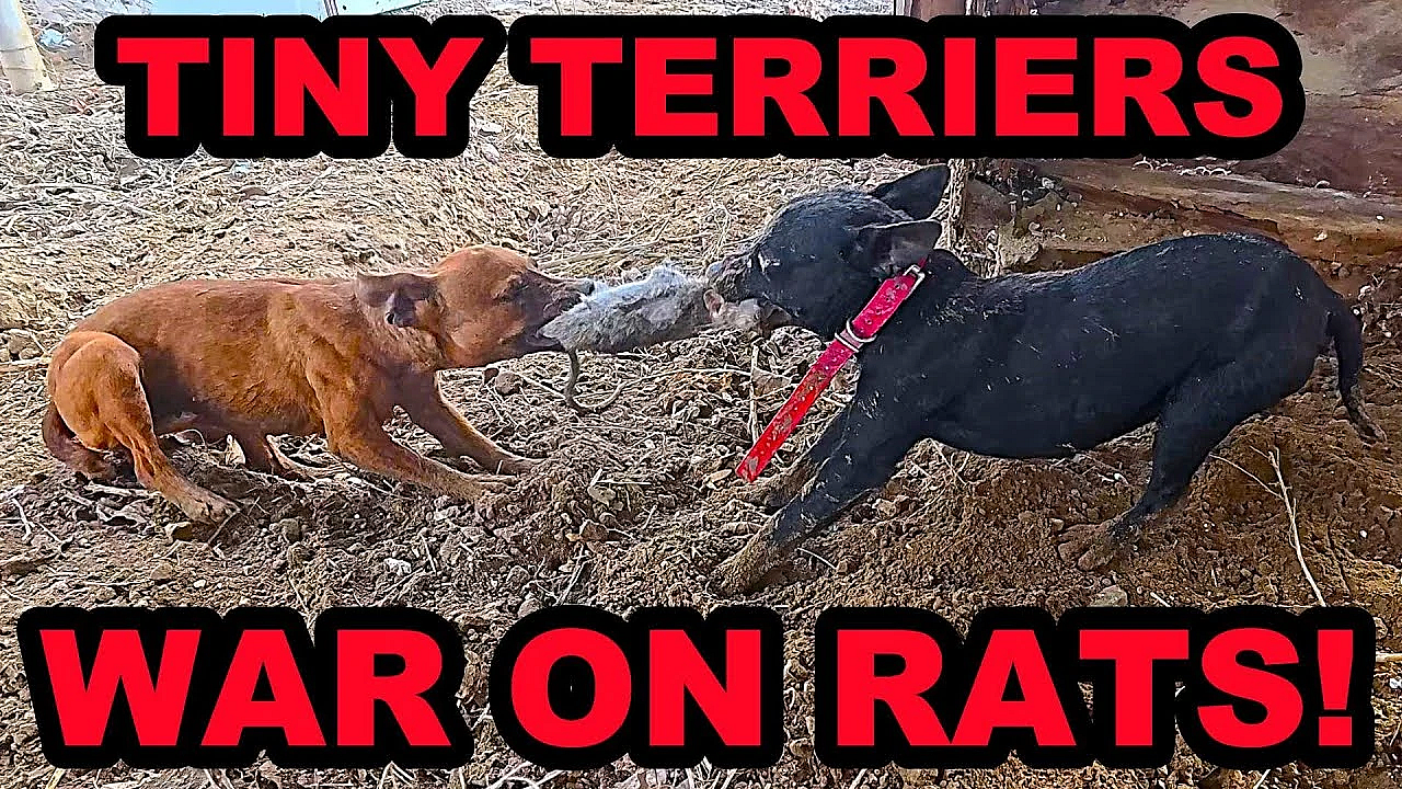 Two Tiny Terriers And A Pit Bull Declare War On Rats!
