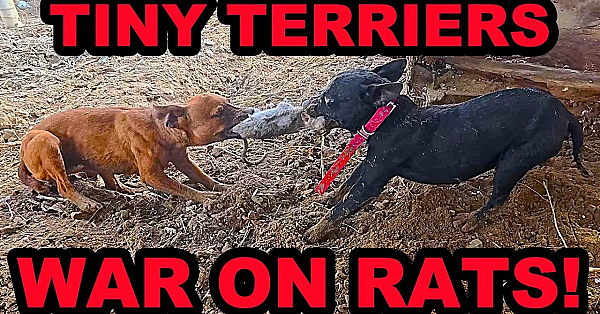 Two Tiny Terriers And A Pit Bull Declare War On Rats!