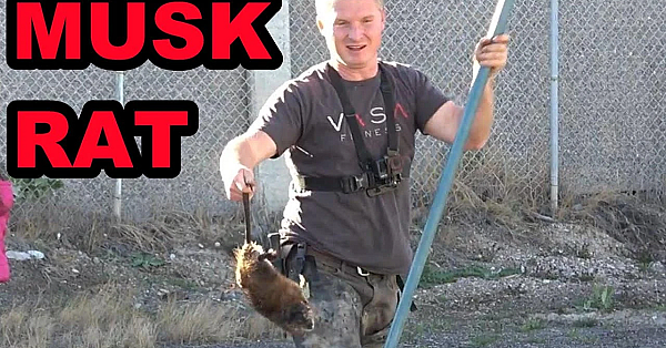 Trained Mink Doing Pest Control Along A Canal
