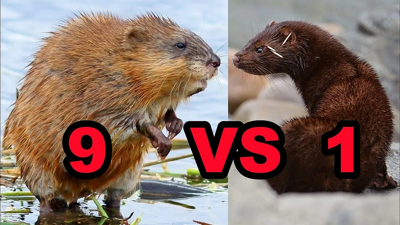 9 Muskrats In 1 Hole, And Tiny Little Dachshund