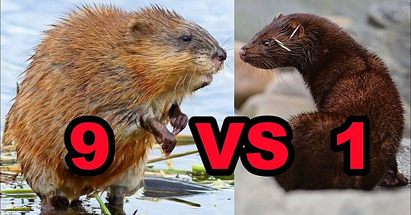 9 Muskrats In 1 Hole, And Tiny Little Dachshund