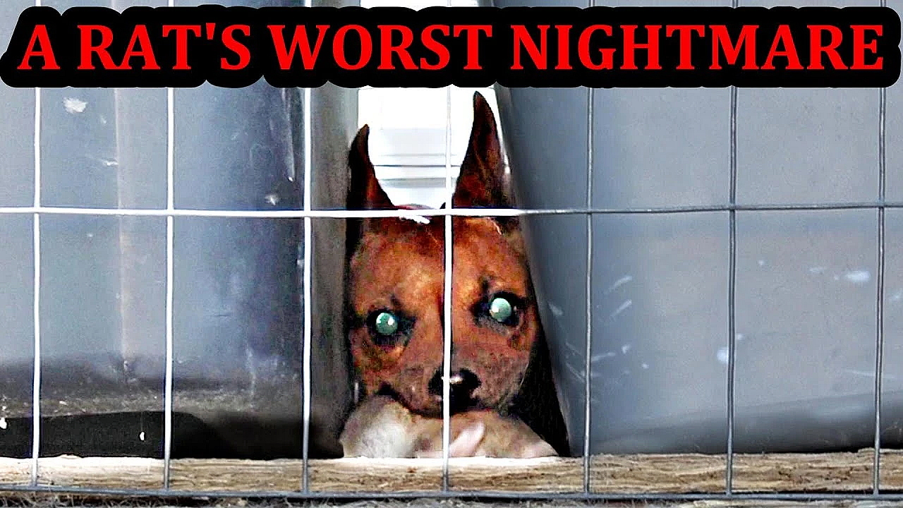 Rat Devastation Is Imminent!!!