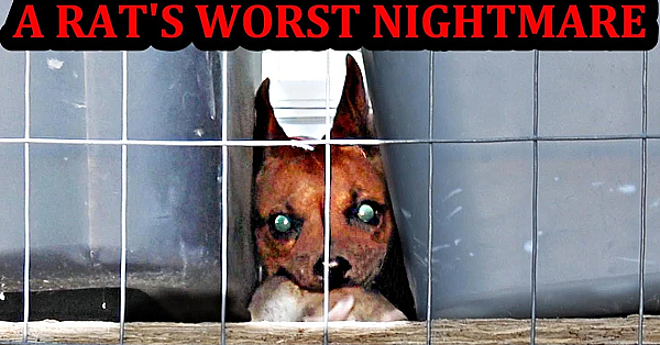 Rat Devastation Is Imminent!!!