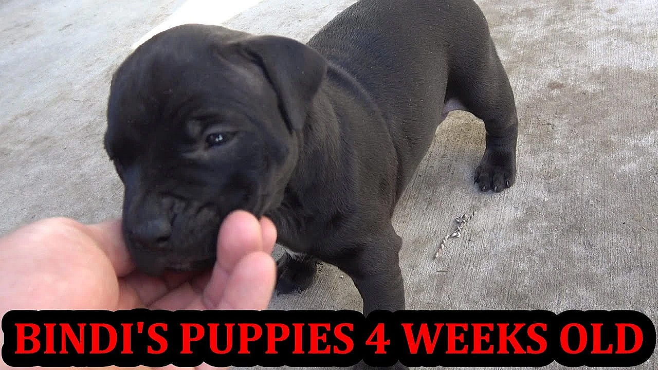 Bindi's Puppies 4 Weeks Old!