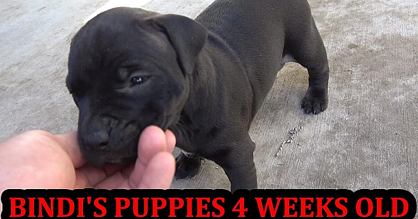 Bindi's Puppies 4 Weeks Old!