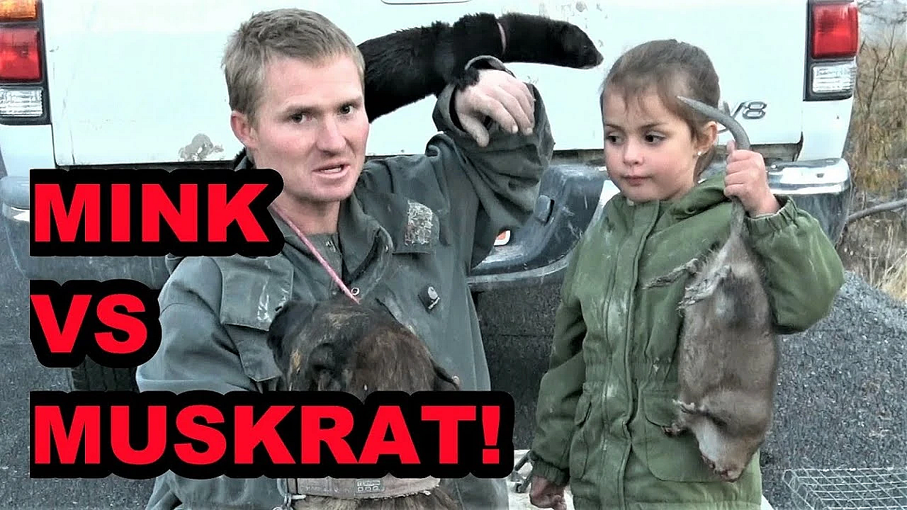 Muskrat Vs Mink Madness!