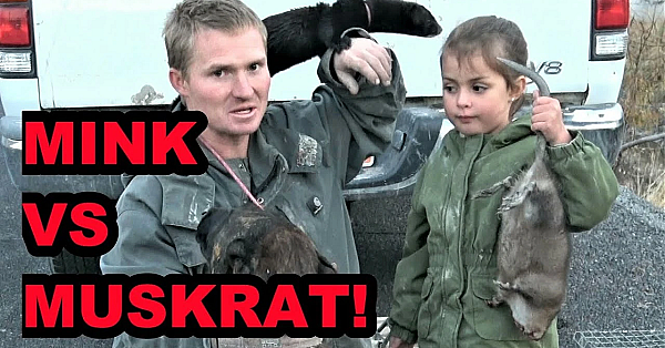 Muskrat Vs Mink Madness!