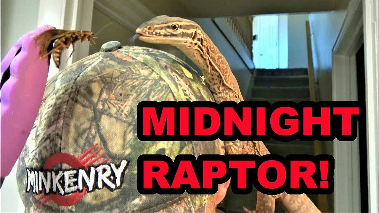 Raptor's Spotlight Training