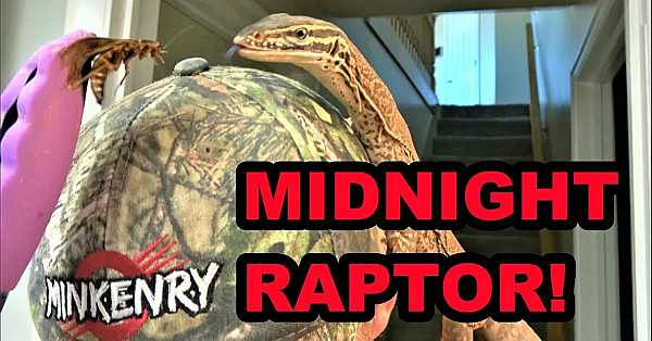Raptor's Spotlight Training