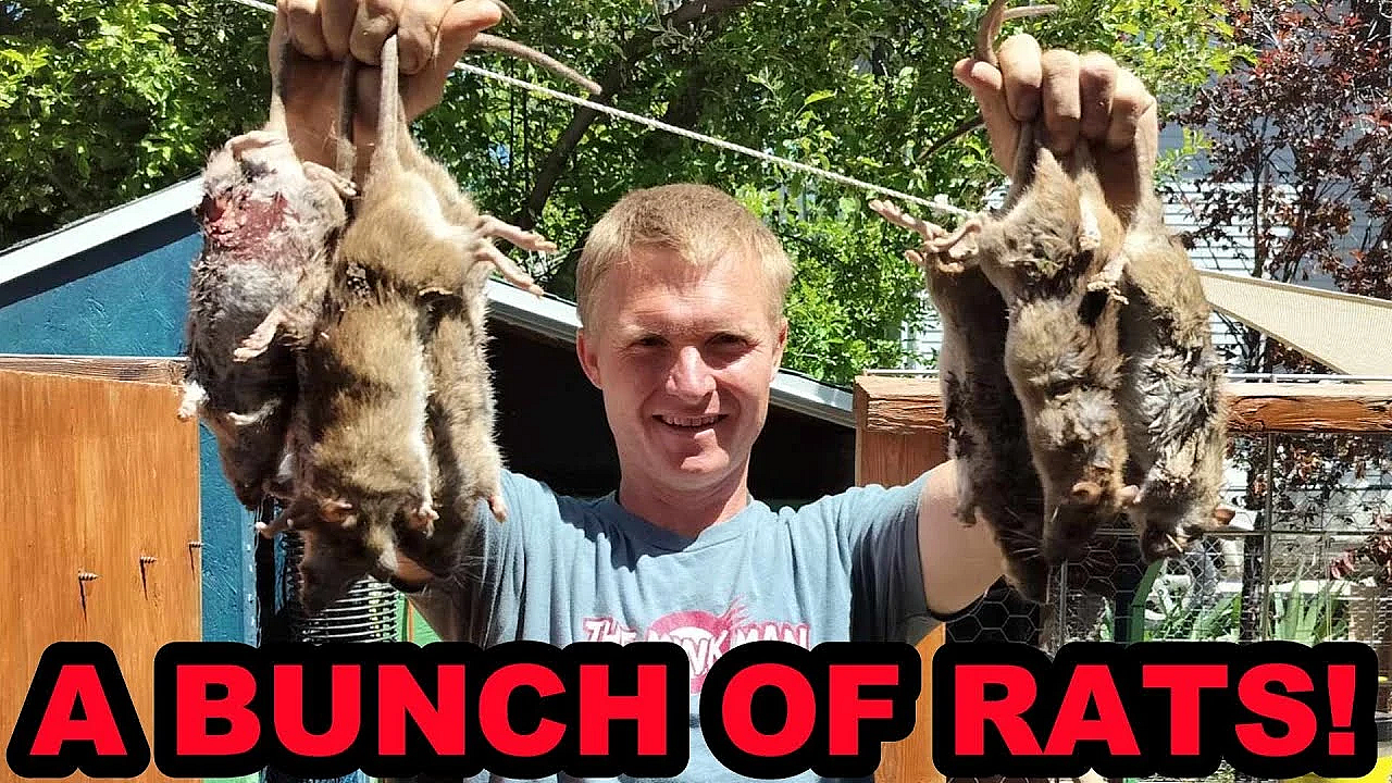 A Bunch Of Backyards With A Bunch Of Rats!