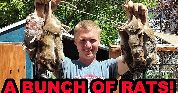 A Bunch Of Backyards With A Bunch Of Rats!