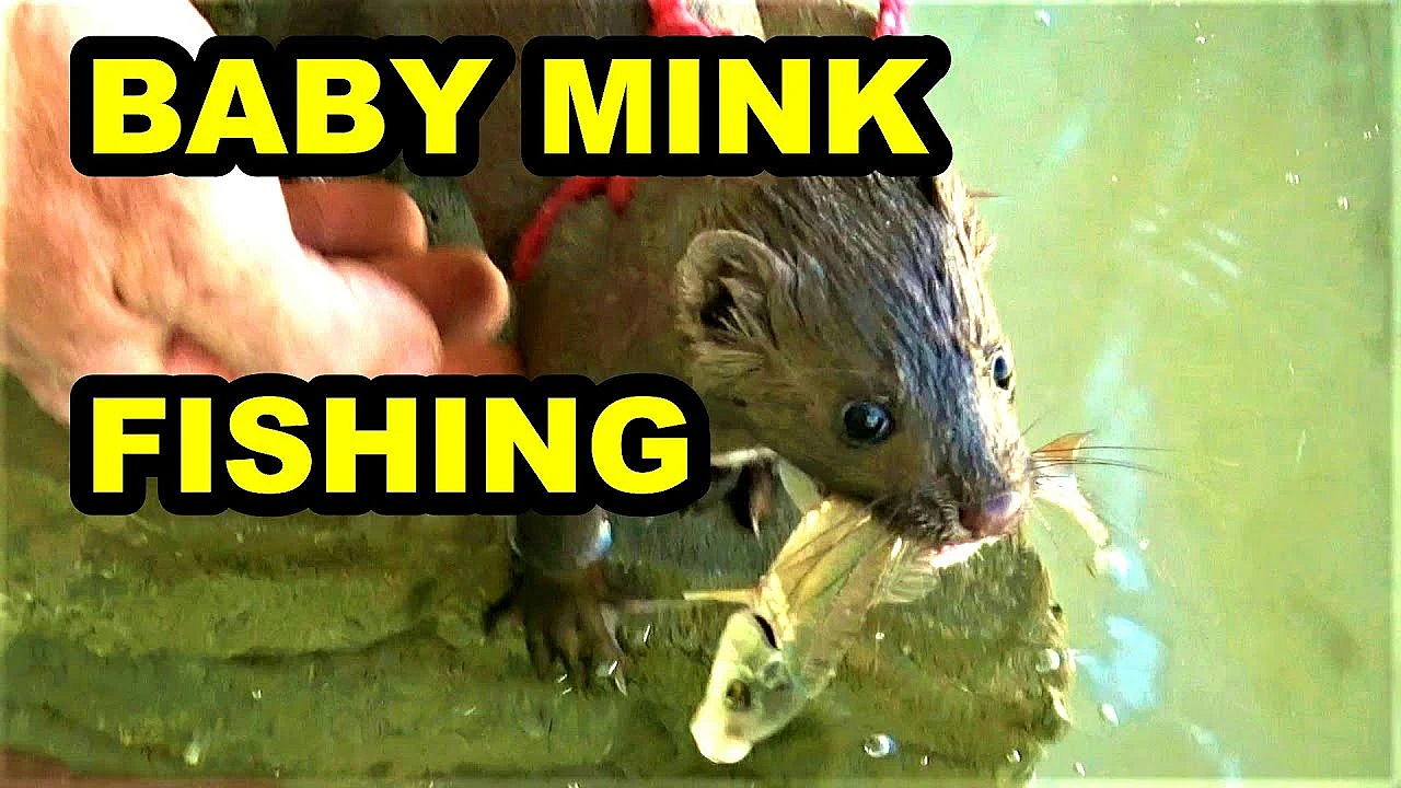Baby Mink Villain First Fishing!
