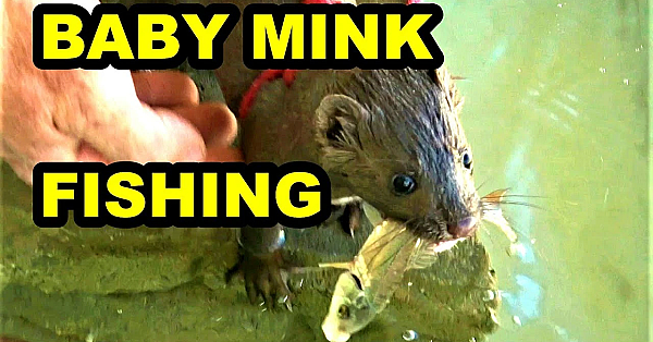 Baby Mink Villain First Fishing!