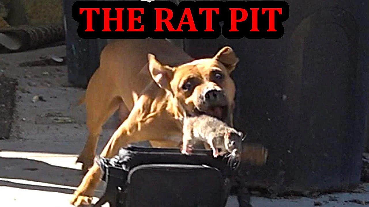 Massive Rat Infestation!