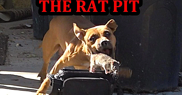 Massive Rat Infestation!