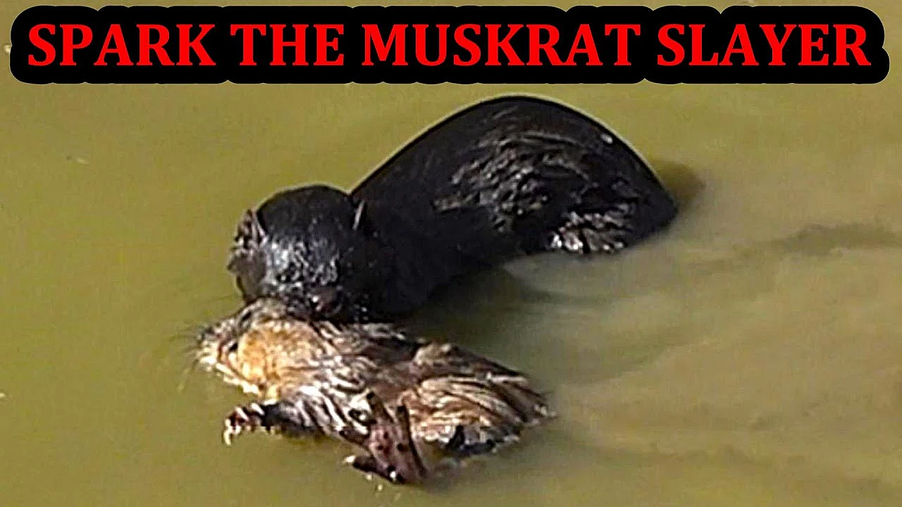 Spark The Mink Catching A Muskrat.
