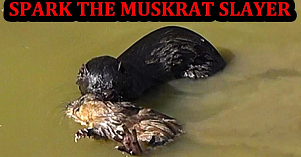 Spark The Mink Catching A Muskrat.