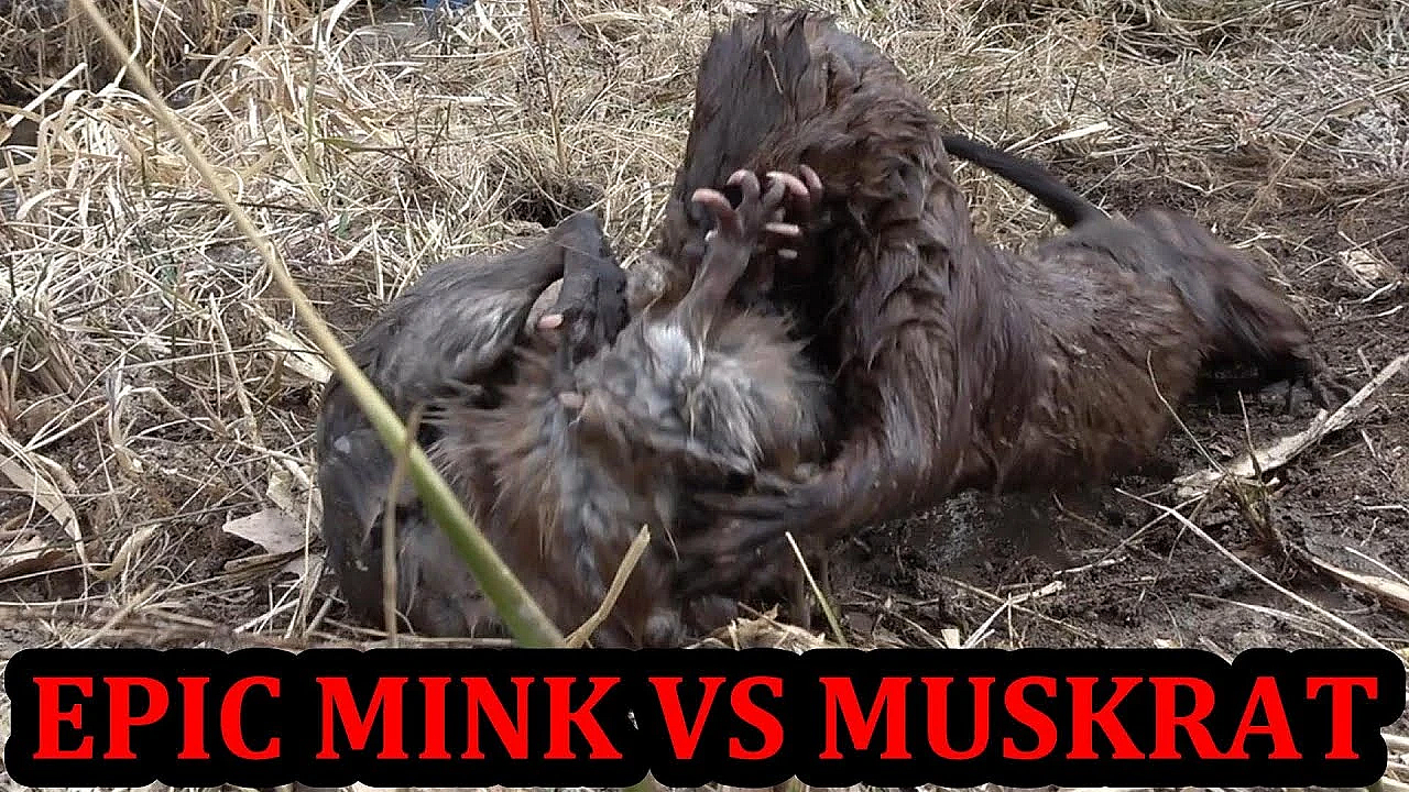 Spark The Mink Progress To Hunting Muskrats