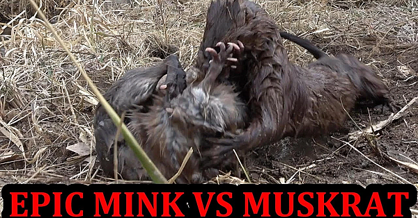 Spark The Mink Progress To Hunting Muskrats