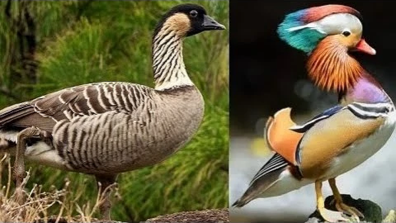 Imprinting Duck/goose Project. What Should I Get???