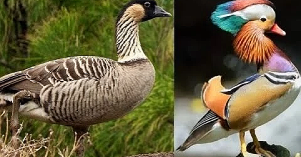 Imprinting Duck/goose Project. What Should I Get???