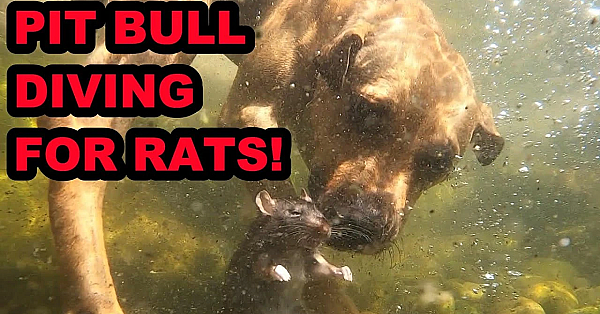 Bindi Diving In The Pond For Rats.