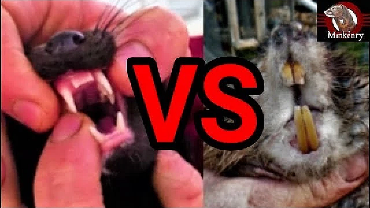 Rocky The Mink Muskrat Knockout!