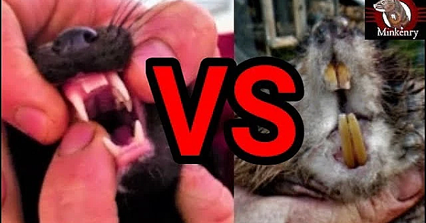 Rocky The Mink Muskrat Knockout!