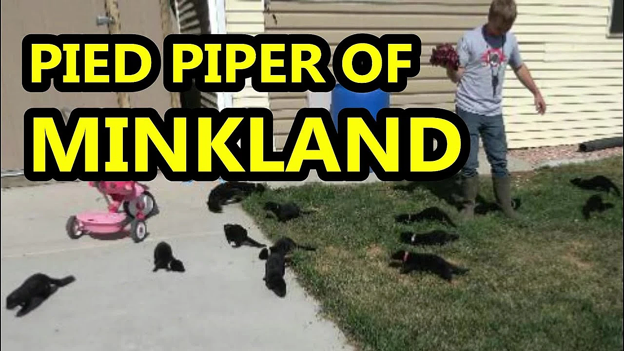 Pied Piper Of Minkland!