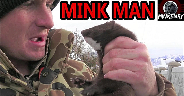 Winter Mink Care And Minkland Questions Answered