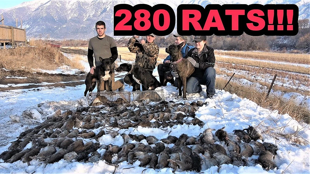 New Ratting Record!!!