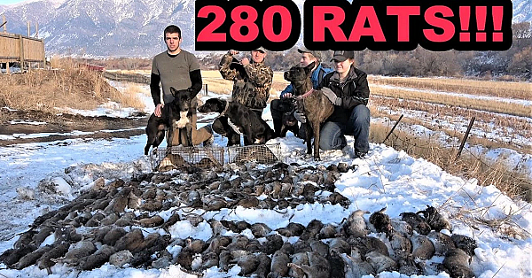 New Ratting Record!!!