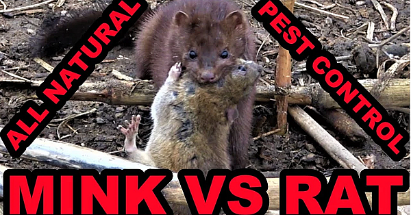 Mink And Dogs 1st Day Ratting Huge Pheasant Farm!