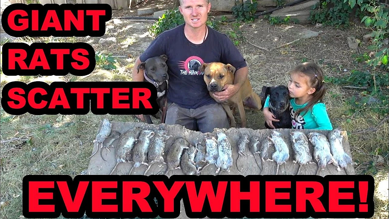 21 Rats And A Fallen Tree!