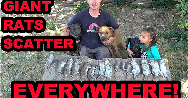 21 Rats And A Fallen Tree!