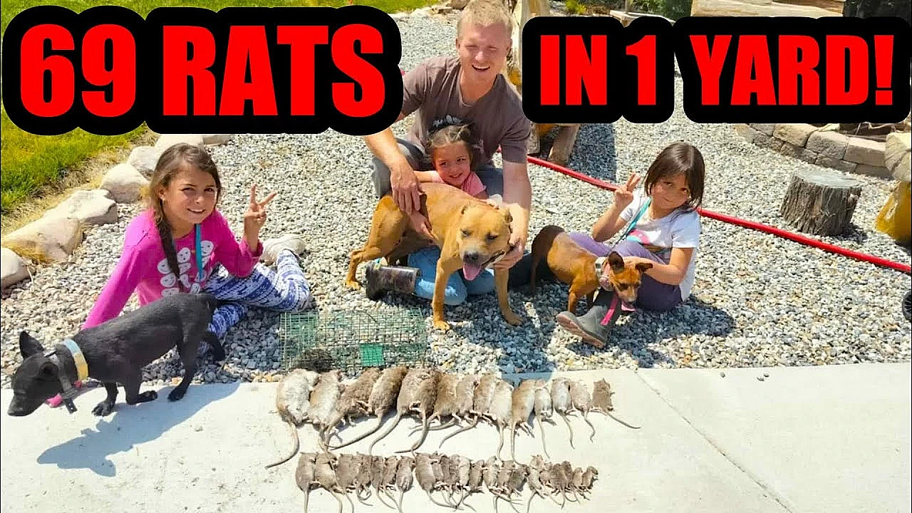 Backyard Invaded By Rats!!!