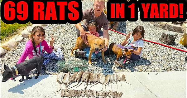 Backyard Invaded By Rats!!!