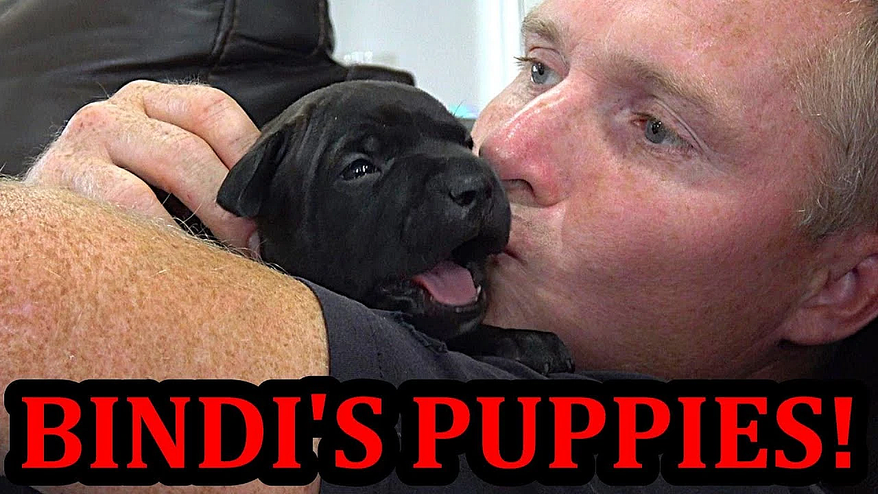 Bindi's Pups 3 To 3 5 Weeks Old!