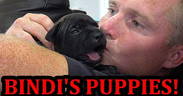 Bindi's Pups 3 To 3 5 Weeks Old!