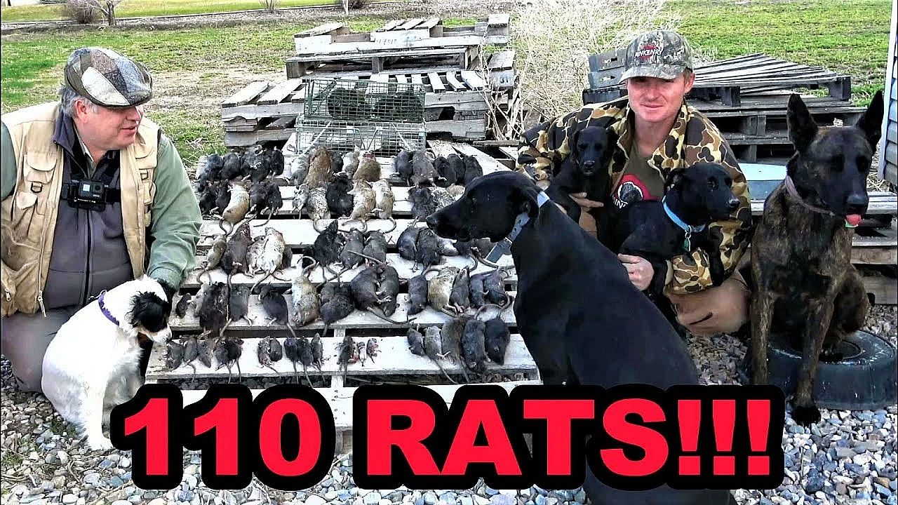 Rats Destroyed By Mink And Dogs!