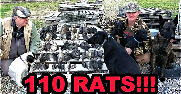 Rats Destroyed By Mink And Dogs!