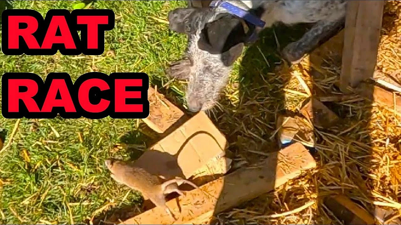 29 Rats Caught By Mink And Dogs!