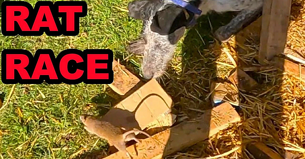 29 Rats Caught By Mink And Dogs!