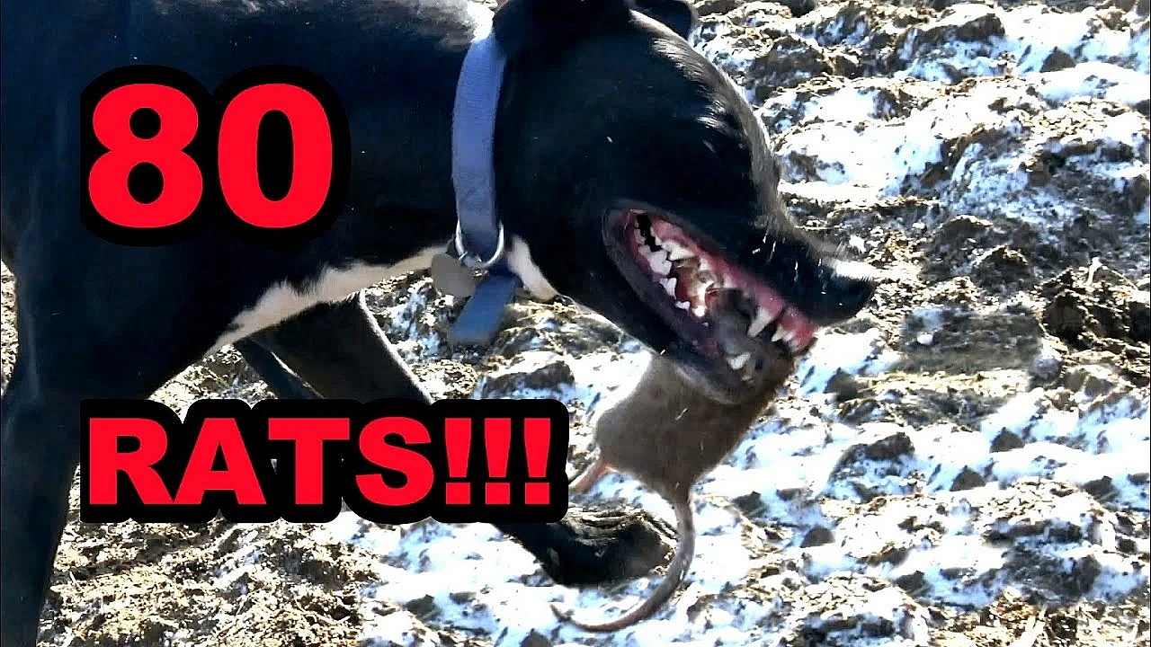 Boss Decimates 4 Rats In Seconds!
