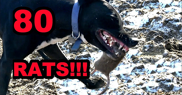 Boss Decimates 4 Rats In Seconds!