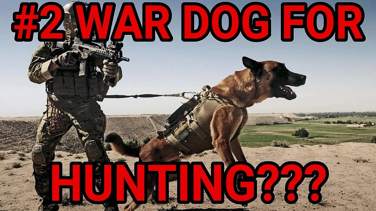 Questions Answered: Why Mink Man Wants War Dog