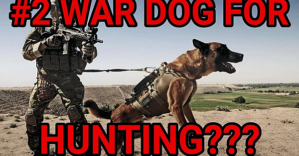 Questions Answered: Why Mink Man Wants War Dog