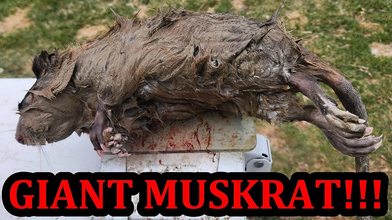 Spark Sets New Muskrat Record!