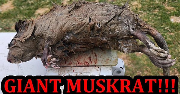 Spark Sets New Muskrat Record!