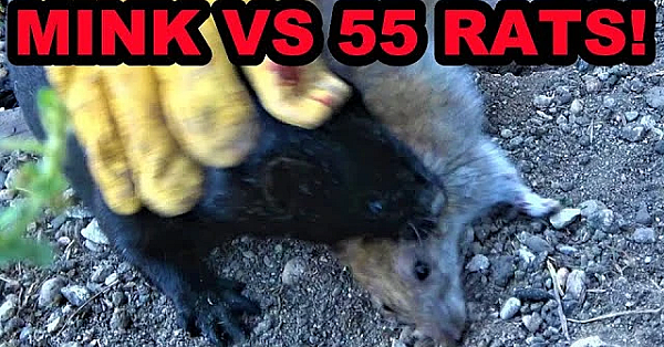 Mink Terminates 55 Rats With Help From Dogs.